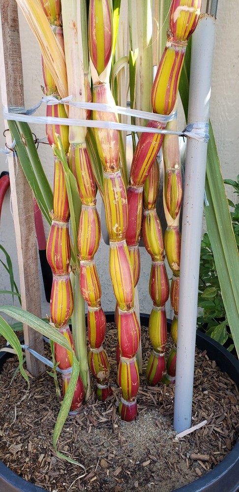 Buddha Belly Hawaiian Sugarcane