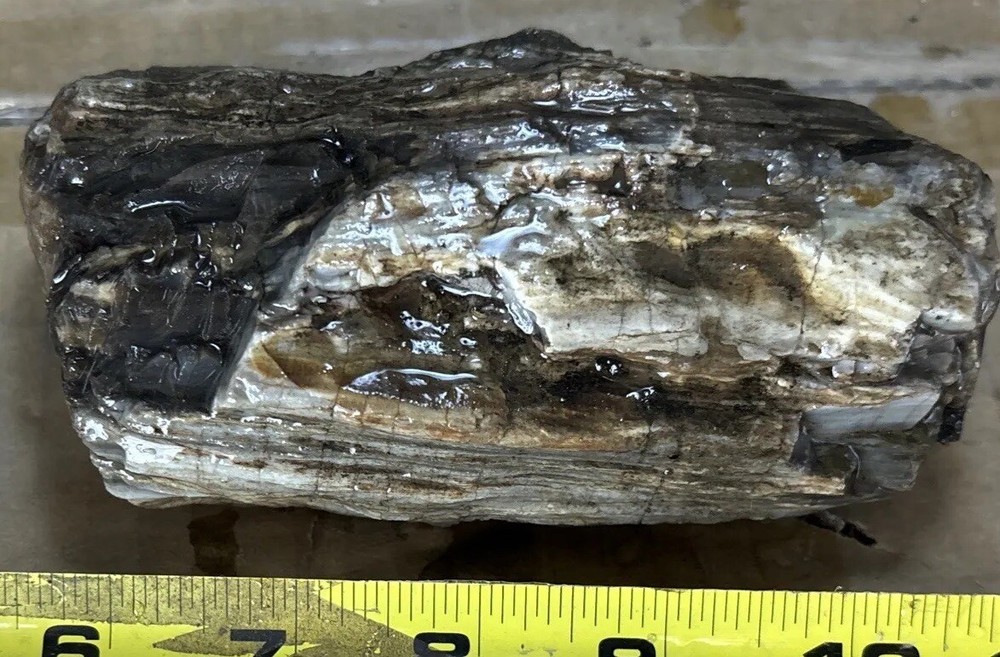 Silver Creek Junction petrified wood