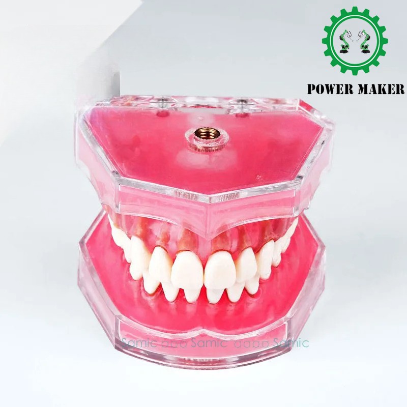 Dental Standard Model with Removable Oral Teaching Model