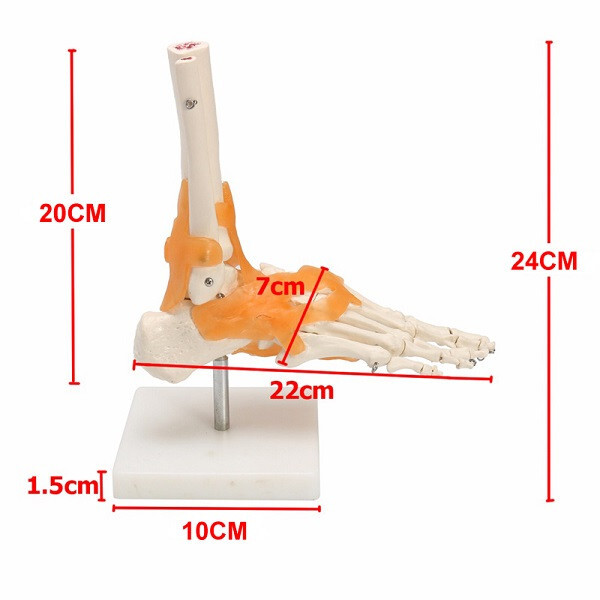 Human Joint Model Foot Include Ligaments Medical Life Size Ankle Anatomically