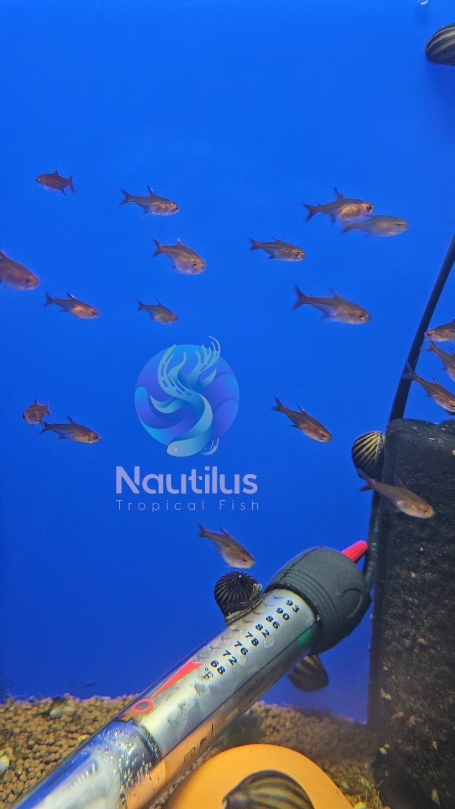 Ember Tetra (Hyphessobrycon amandae), Tank-Bred, We combine shipping!