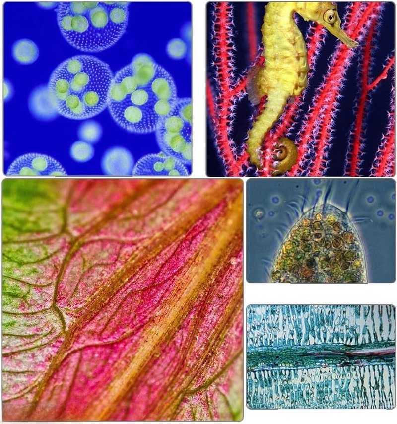 40X-2000X Microscope, Biological Microscope for Students Adults, for Home School