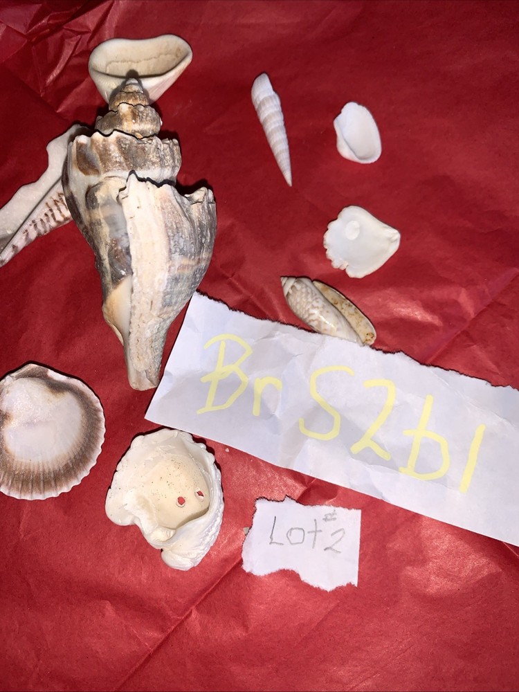 Seashell Lot Various Sizes and Shells Beautiful Selection Craft Beach 10 Shells