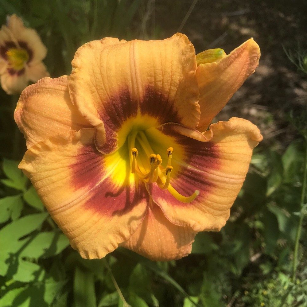 Assorted Daylilies, Mixed Daylilys, perennial's return every year multiplying