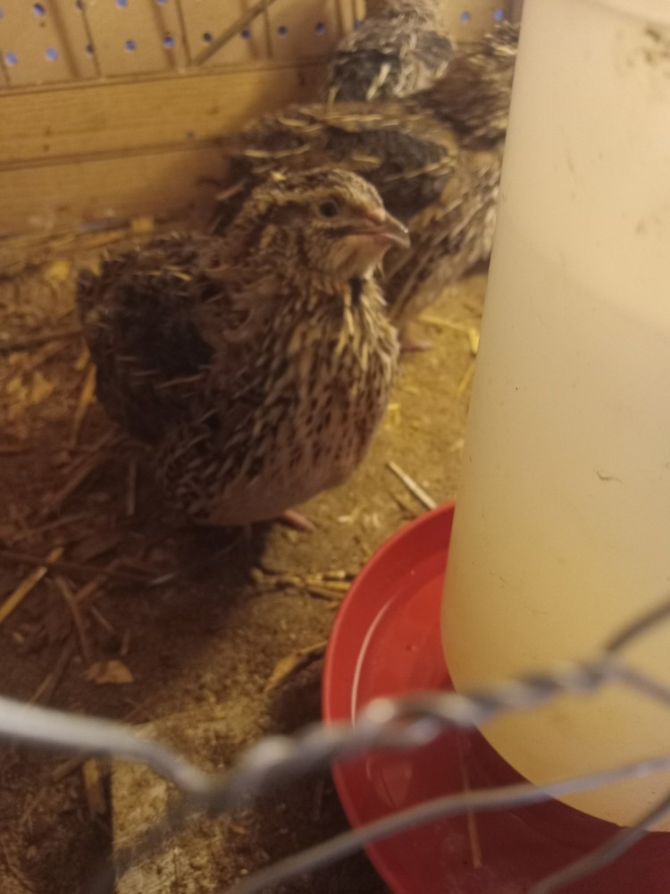 12 Jumbo Mix Coturnix Quail Hatching Eggs