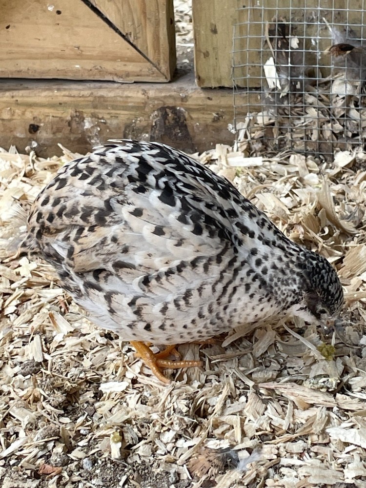 1 Dozen Button Quail Eggs (Brown/Green/Blue) Hatching Eggs