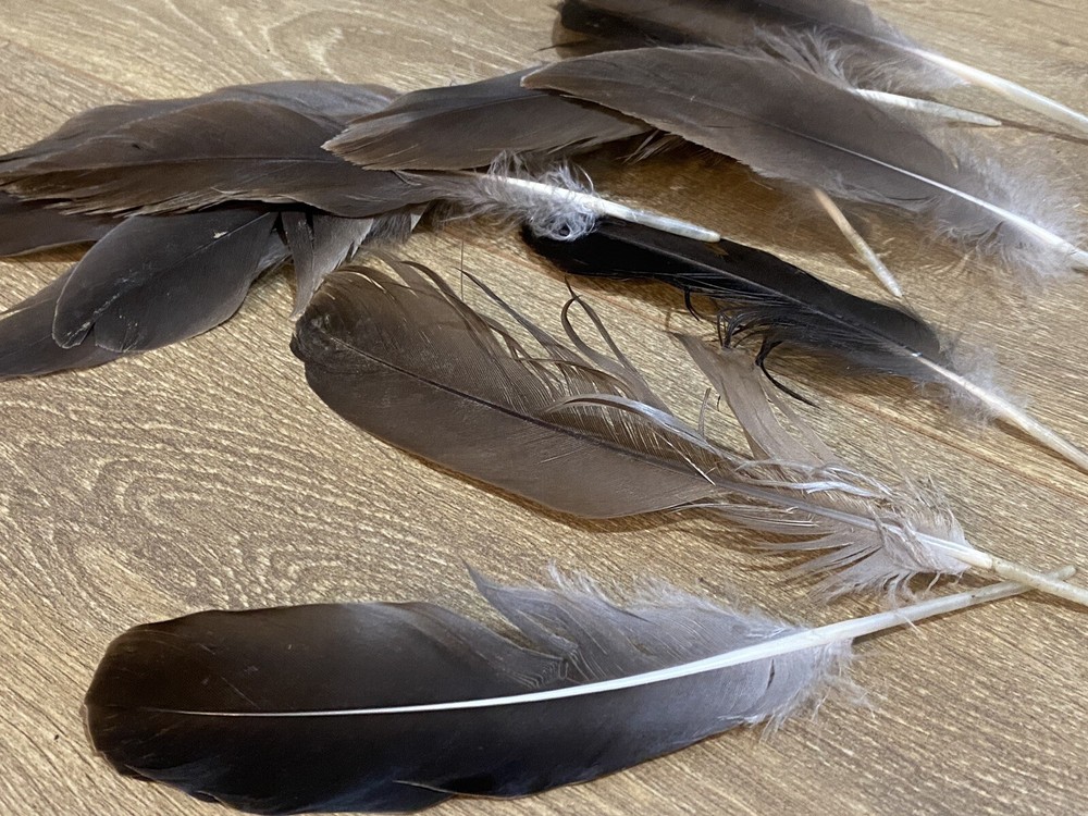 Medium/Large Canada Goose feather / Natural Real Feathet