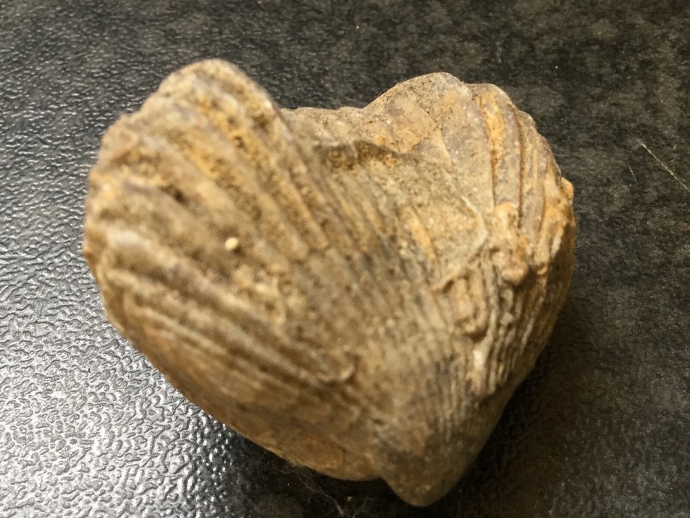 Fossil of a Shellfish 2.5cm long