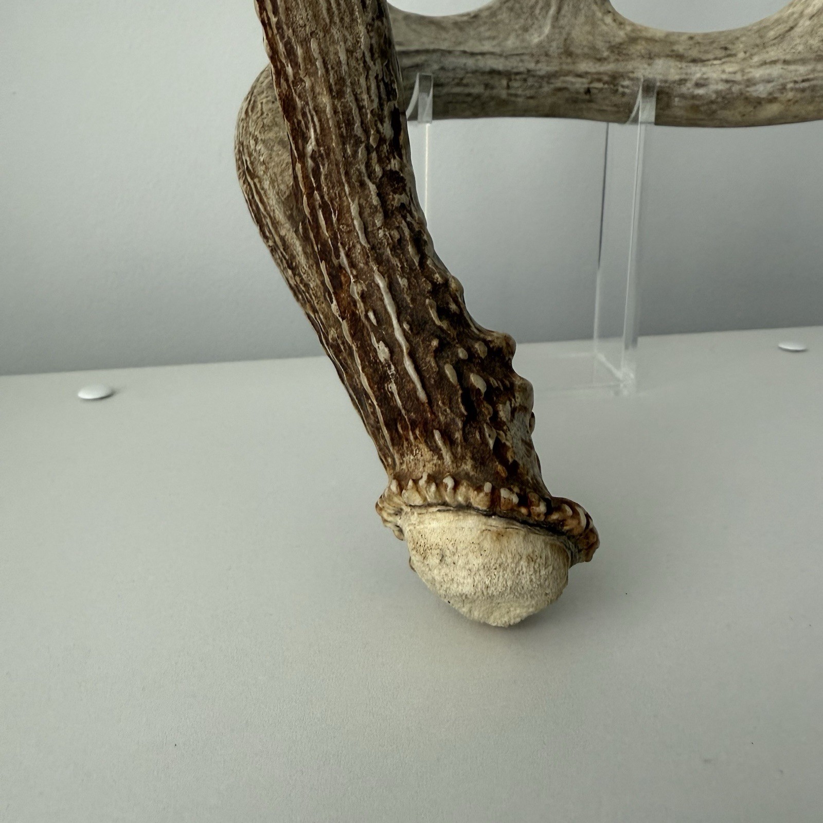 Wild Whitetail Deer Antler Shed Horn Rack Decor 5 Point Man Cave Decor 66"