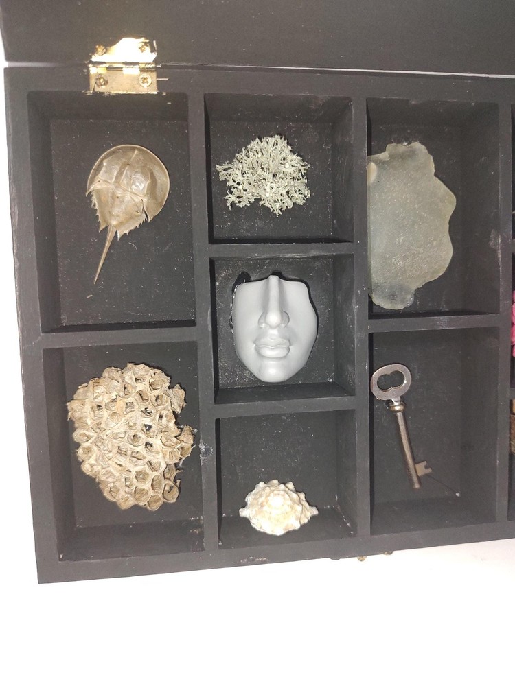 Curiosity Box: tiny intact horseshoe crab, wasp nest, more. Shadowbox Oddities.