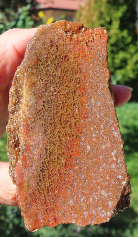 Fossil Dinosaur Gem Bone Specimen -DS78-Jurassic/Morrison Formation