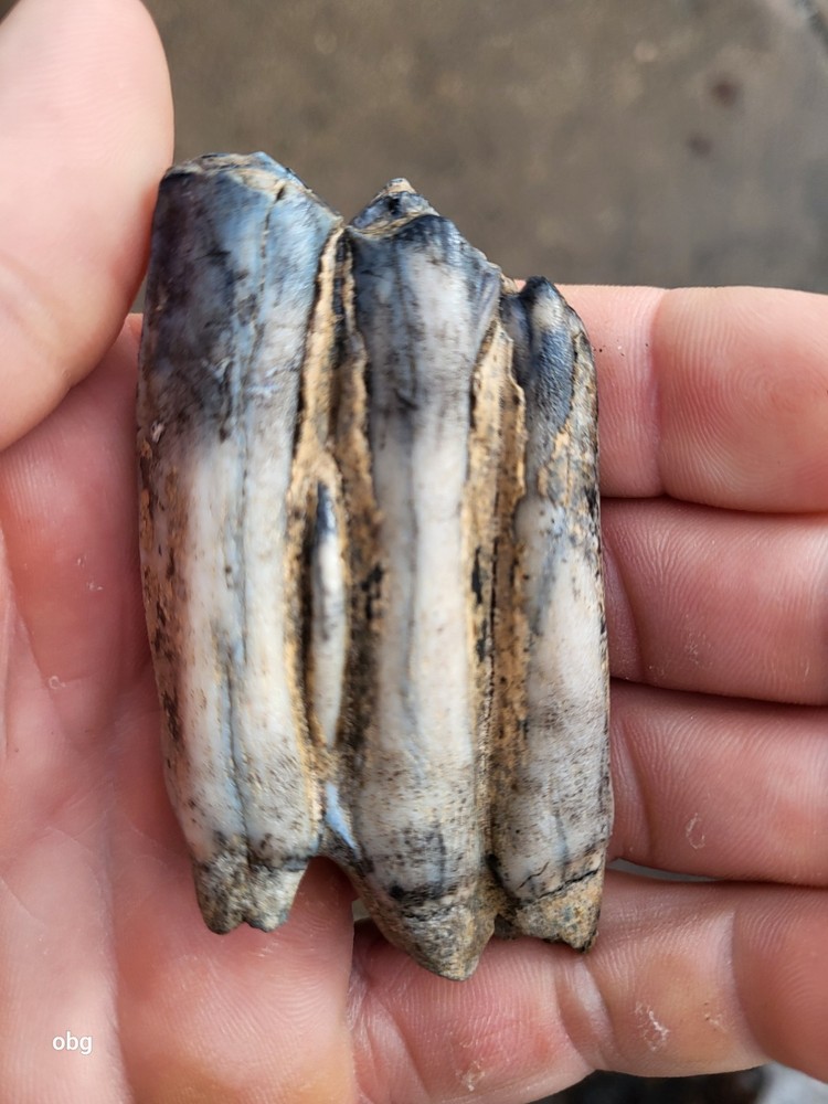Historic bison tooth with blue vivianite  permineralization