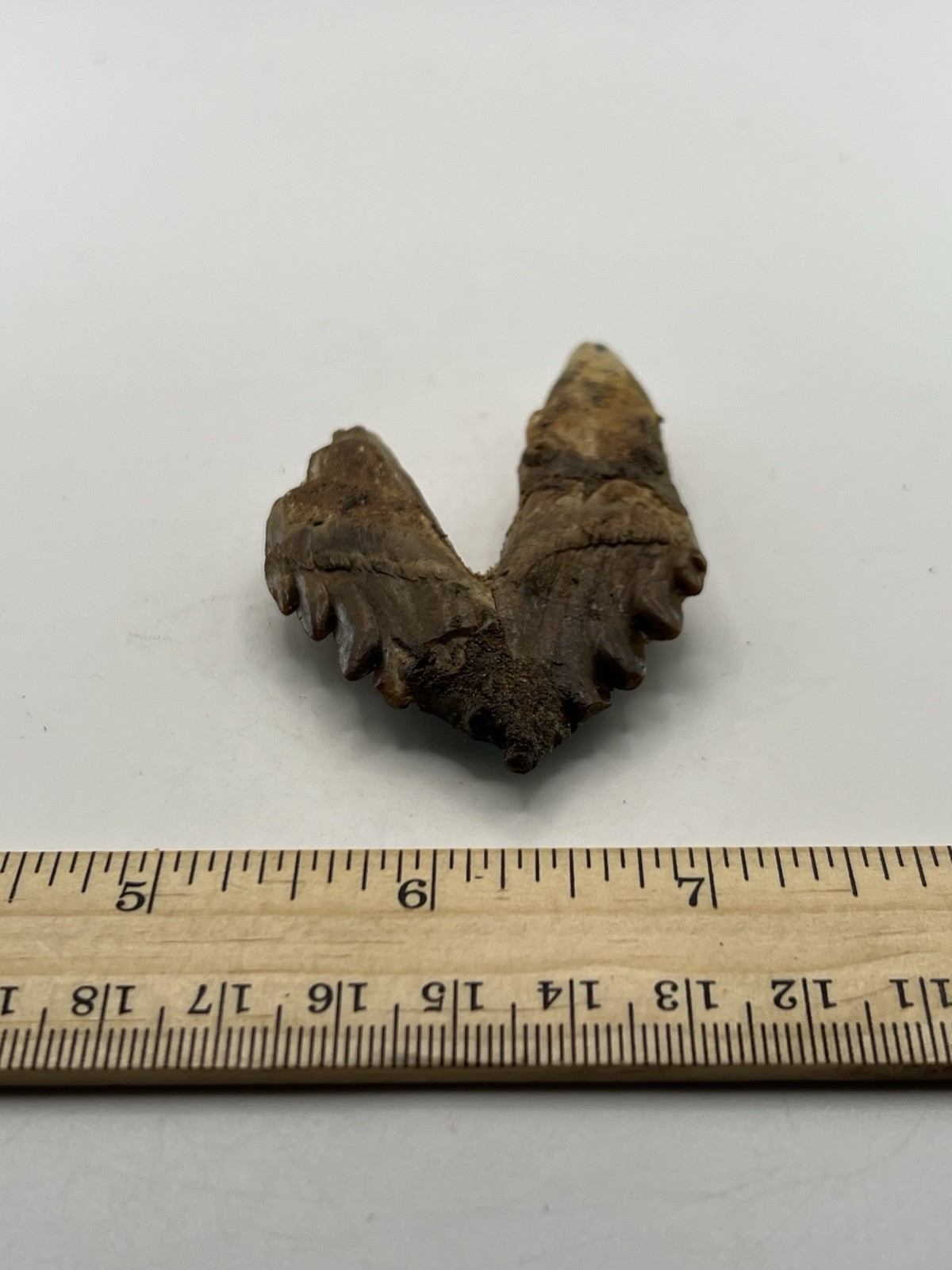 BASILOSAURUS TOOTH FOSSIL Late Eocene 40 Mi Yrs Old Artiodactyl 3” X 2” C12