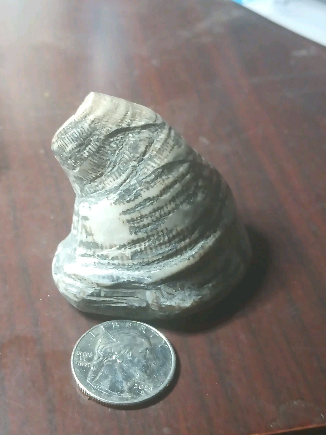 Fossil Horned Coral Michigan Nice Specimen