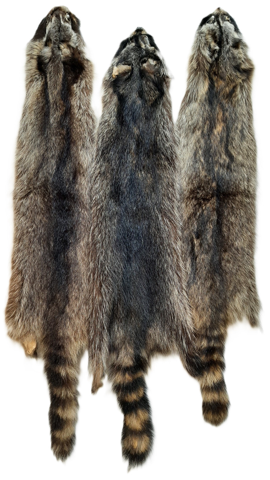 Soft Tanned Raccoon Premium Grade