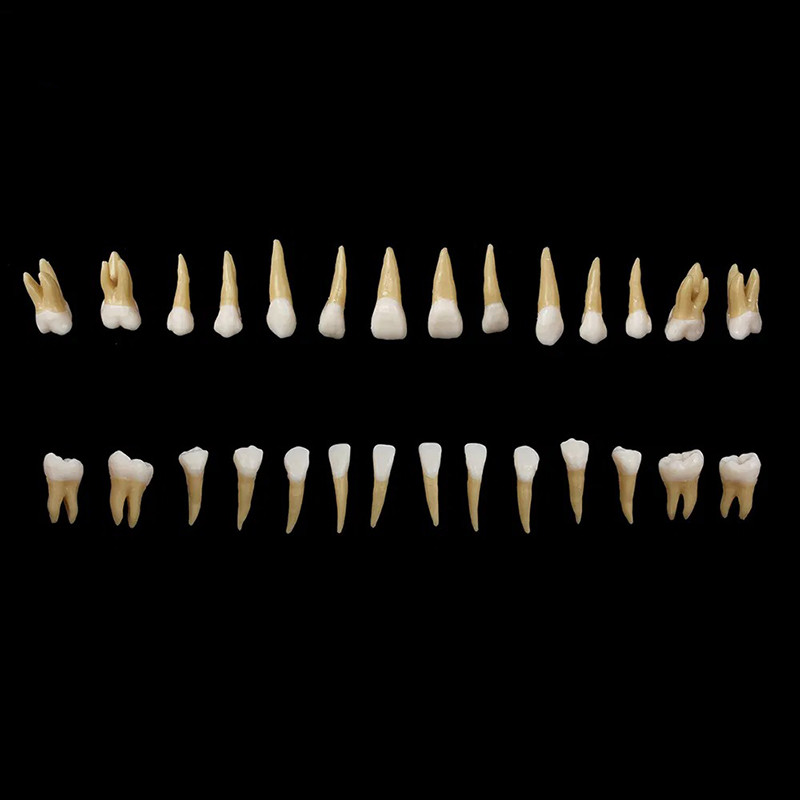 Dental 1: 1 Permanent Teeth Demonstration Implant Teaching Study Model 28pcs/kit