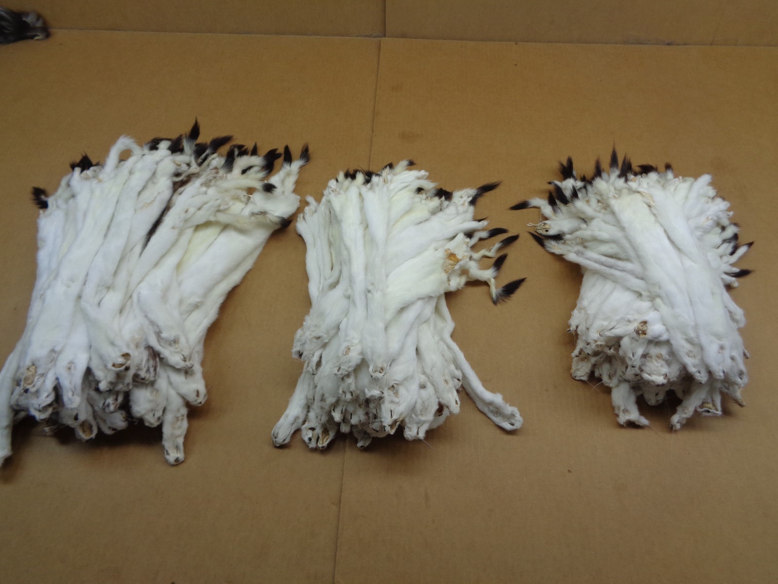 #2 Quality Tanned Ermine with full Tail/Weasel/Fur/Crafts/Stocking Stuffers