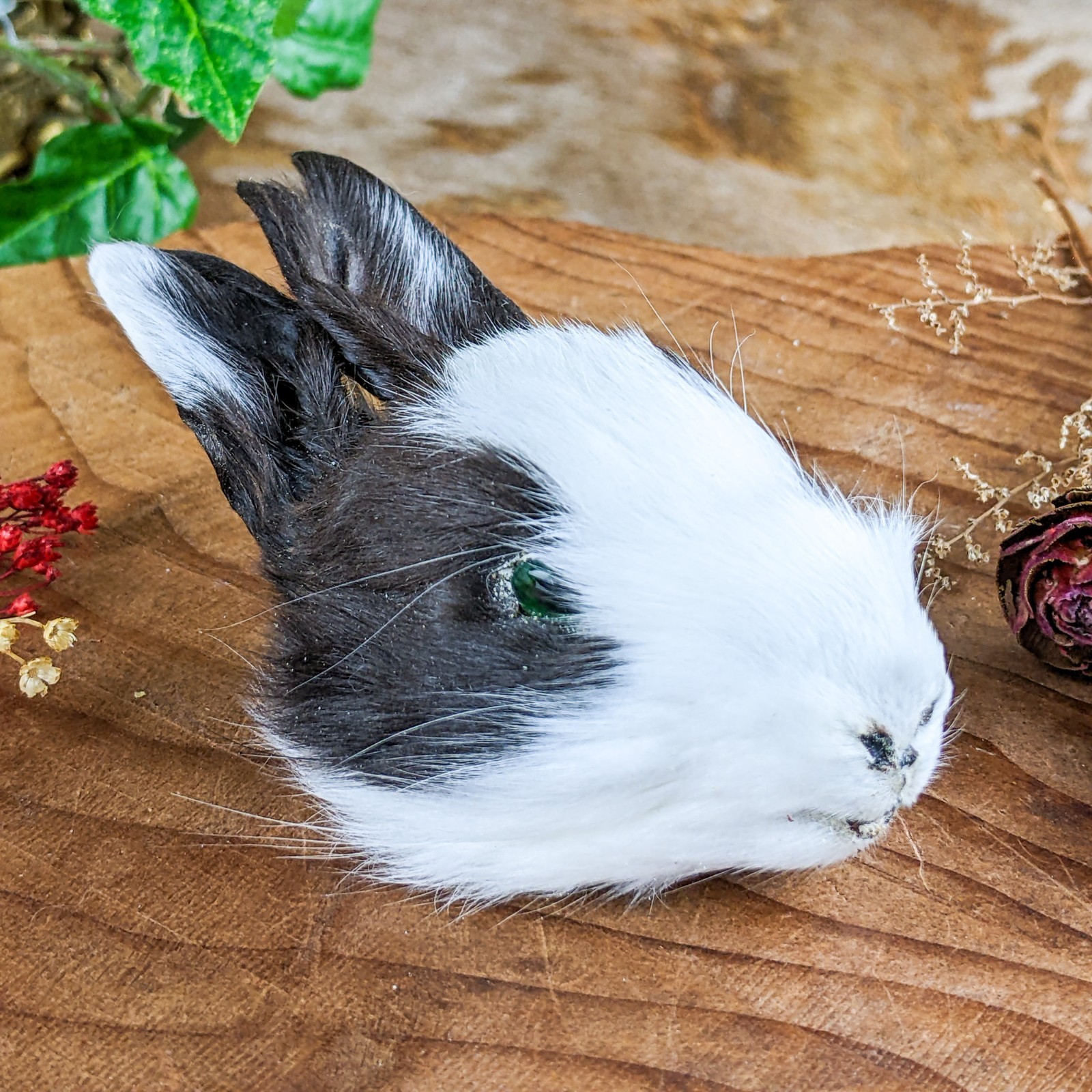 Bunny Rabbit Head for crafts Specimen Taxidermy Oddities craft gift collectible