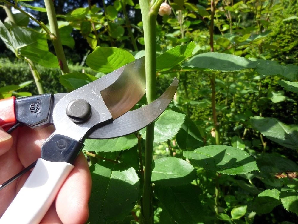 Okatsune 103 Pruning Shears Made in Japan Razor Sharp Garden Tool