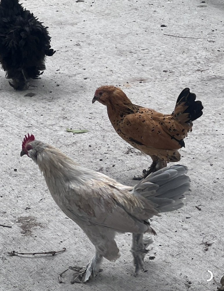 12 Batam Mix Barnyard.