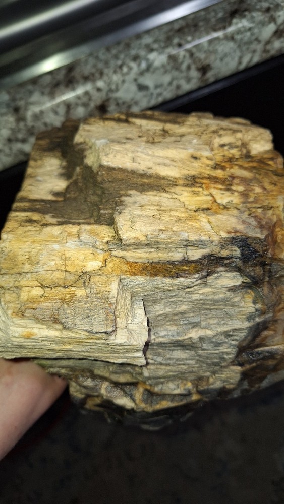 Petrified Wood