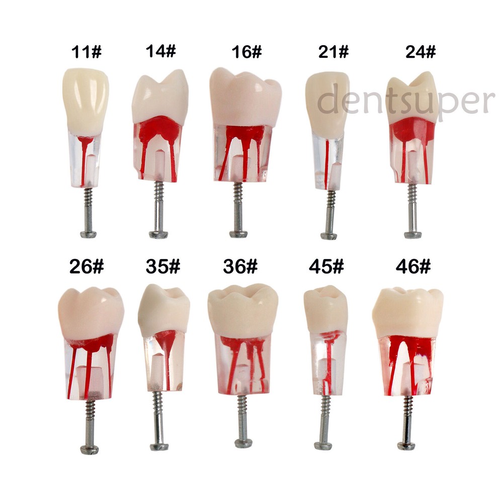 Dental Endo Root Canal Teeth Model Study Practice Block RCT Pulp Cavity