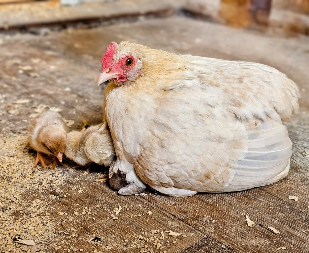 Kikiriki/Serama Mixed Hatching Eggs 12++