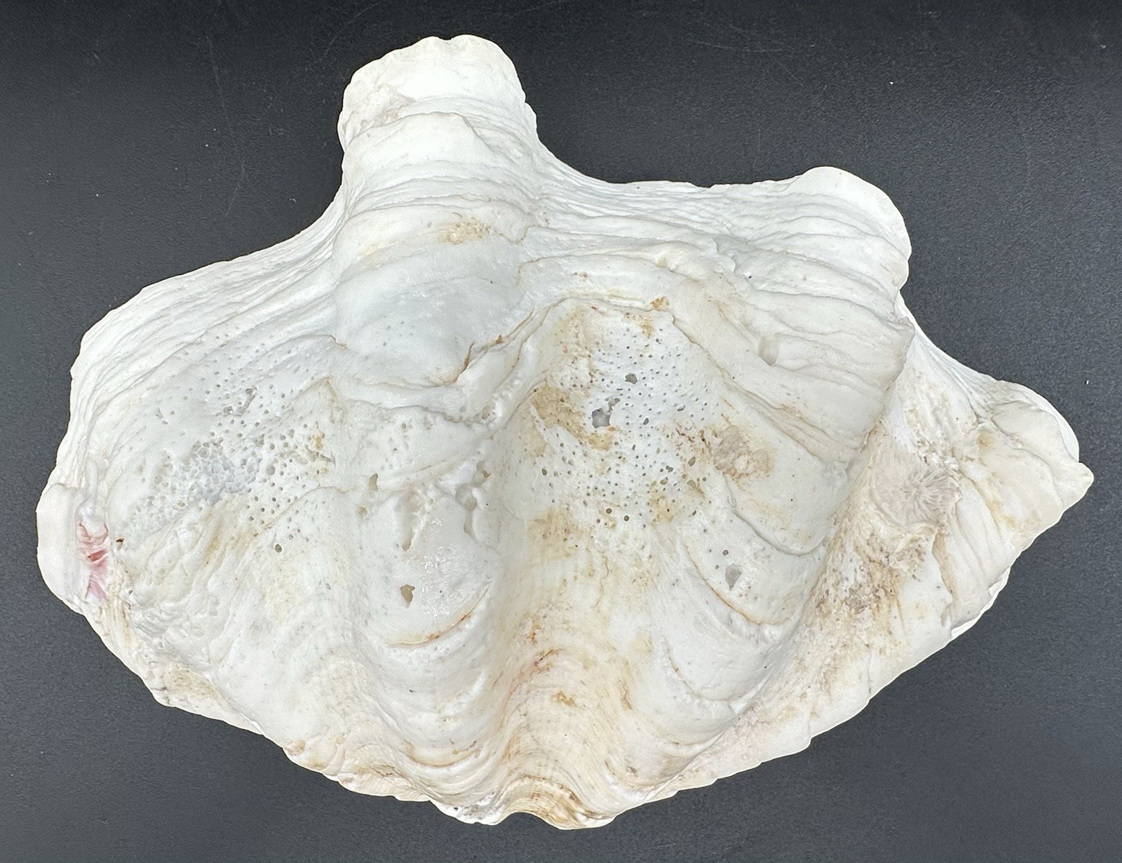 Giant Clam Sea Shell Tridacna Gigas 8 by 5 1/4 Inch Scalloped Natural 610 Grams