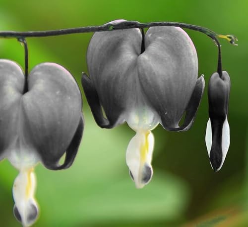20 pcs Rare Mix Color Red Pink Purple White Bleeding Heart Seeds Shade Flower