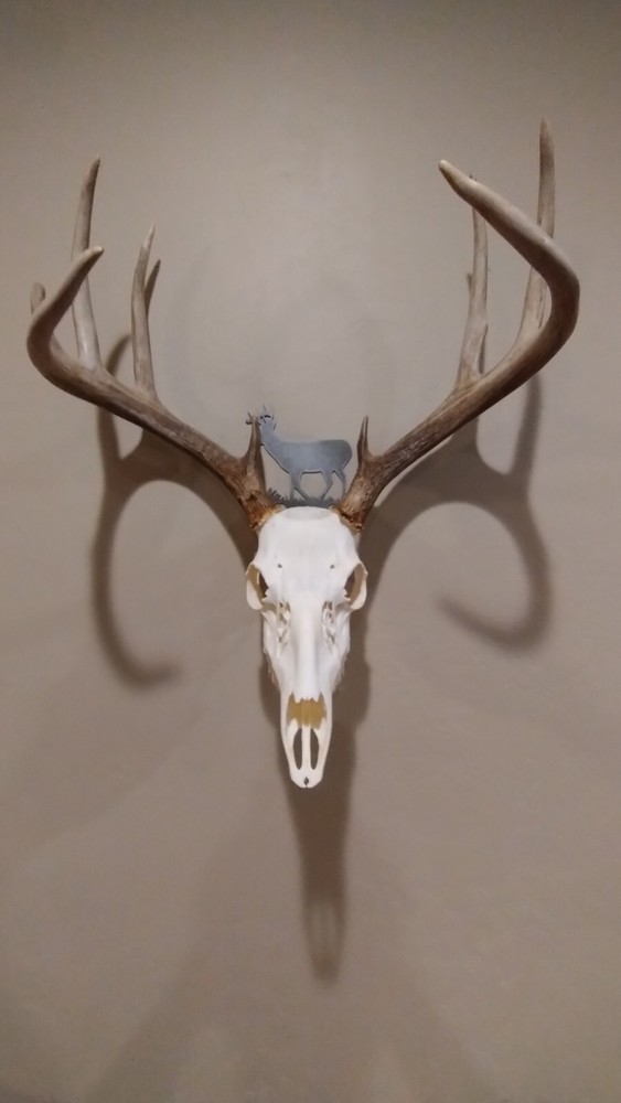Whitetail Skull Hanger