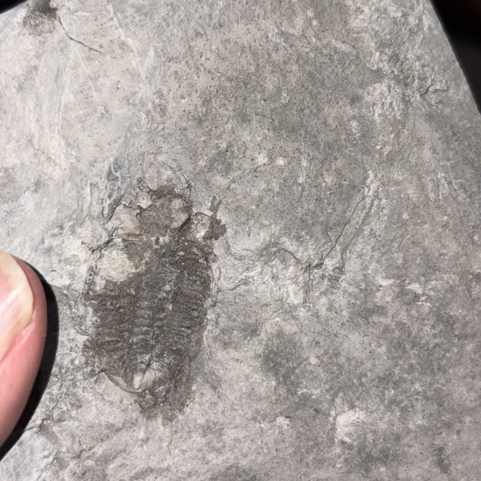 (4) Imperfect Greenops Trilobites Ledyard Shale Devonian NY