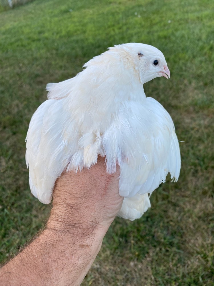 25 + JUMBO WHITE Quail Hatching Eggs