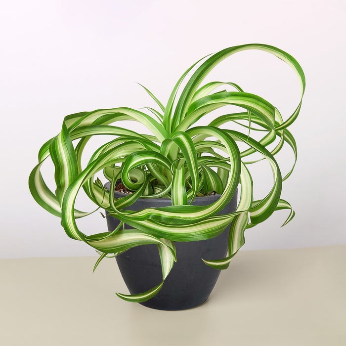 Spider Plant 'Bonnie' 3" Pot