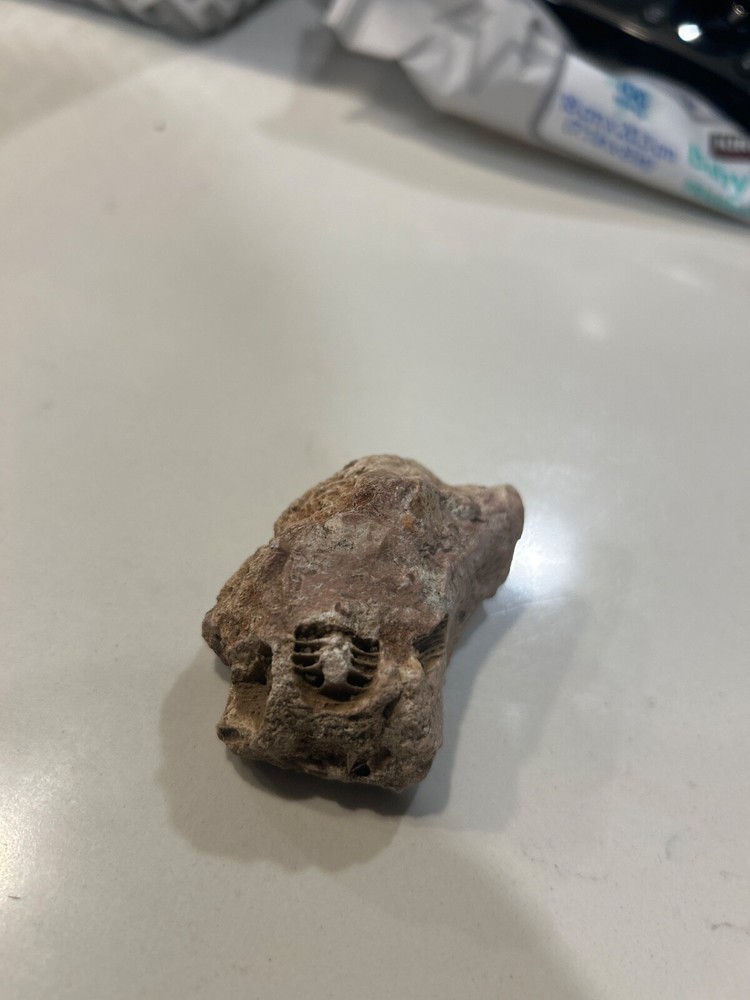 trilobite fossil