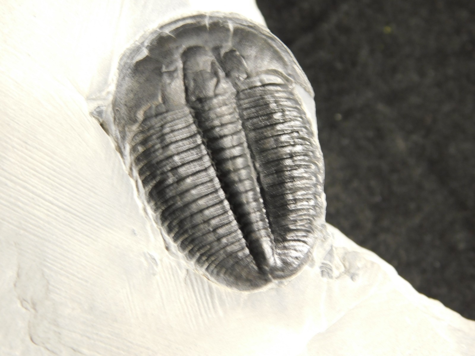 LARGER! NICE and 100% Natural TRILOBITE Fossil From Cambrian Utah 371gr *D