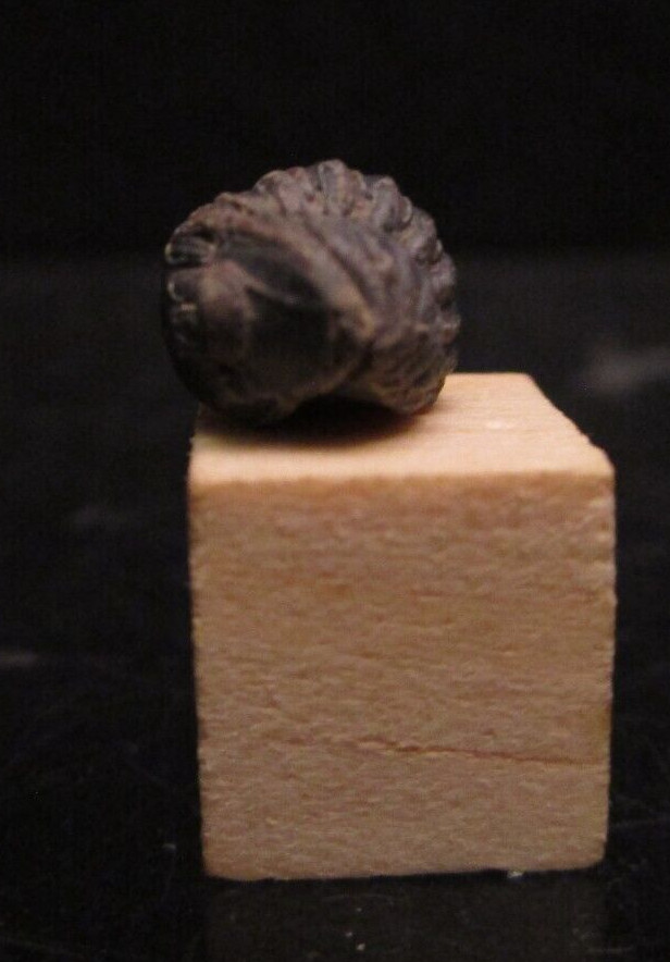 Nearly Perfect Tiny Baby Phacops Pac Man Enrolled Devonian Morocco 2