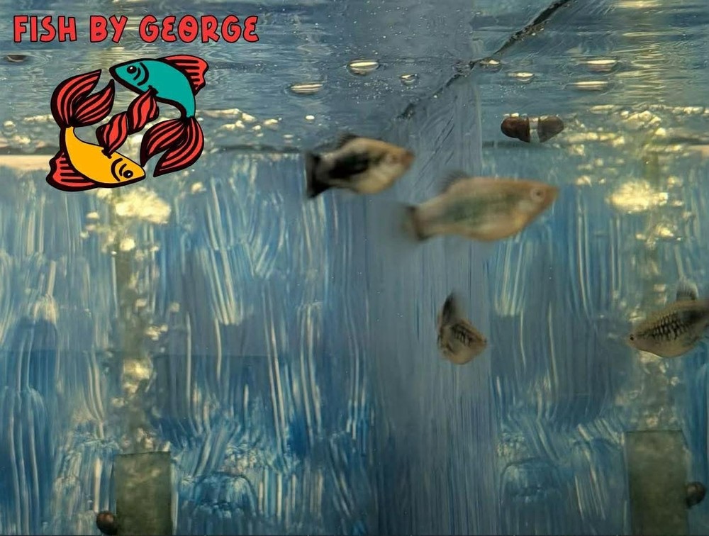 platy fish