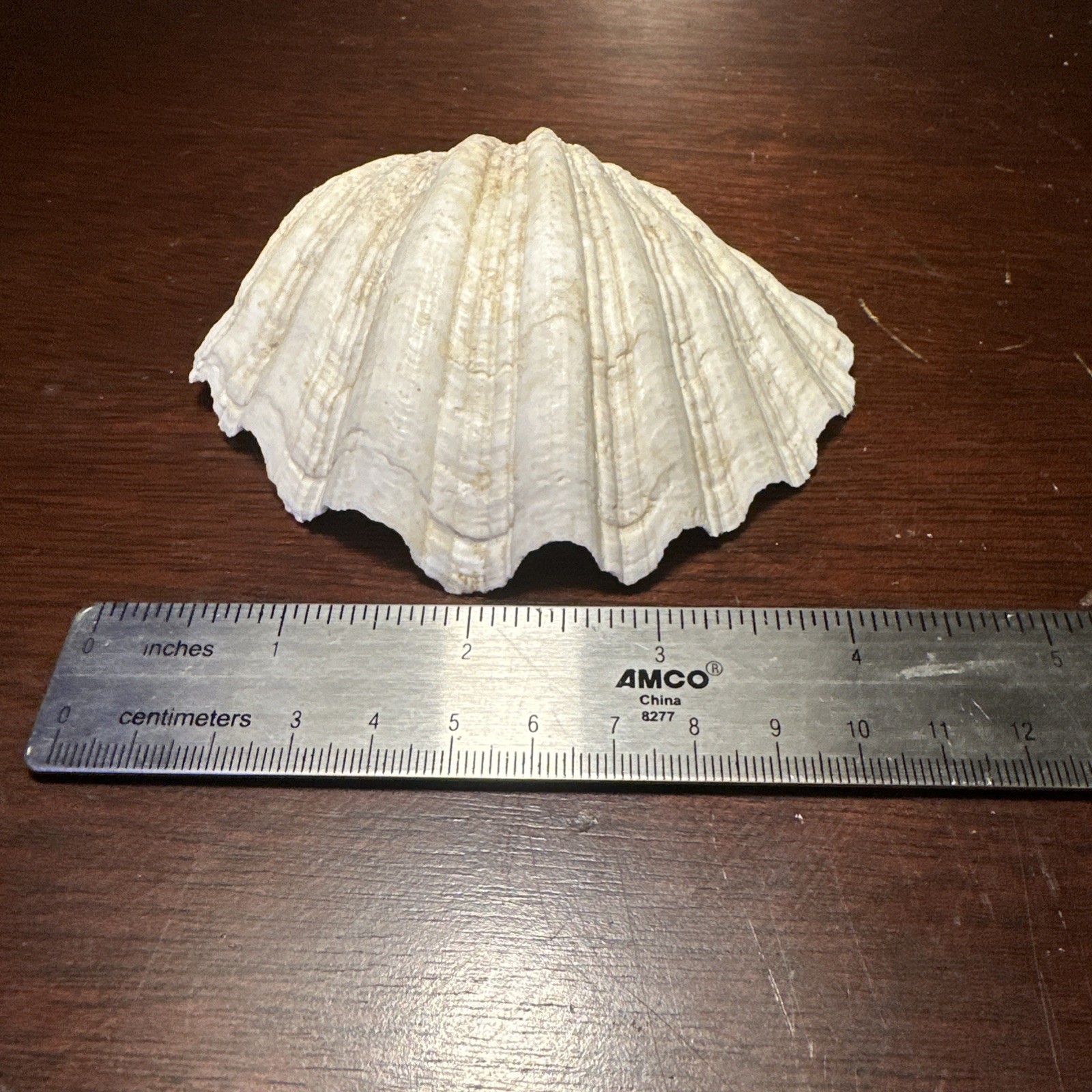 Large Decorative White Fluted Clam Shell 7 X 5.5 x 2