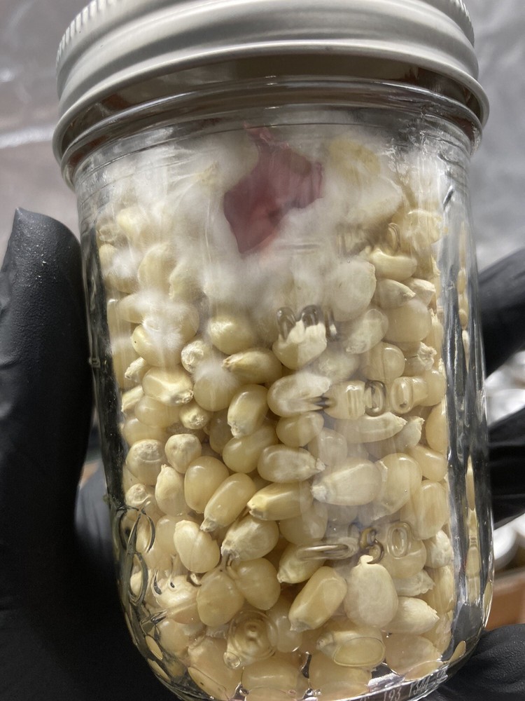 (2) Half Pint Jars - Sterilized Corn for Grain Spawn - Grow Great Grain Spawn