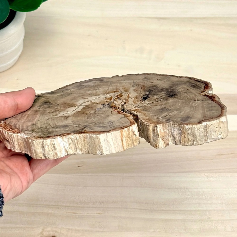 Petrified Wood Slab A