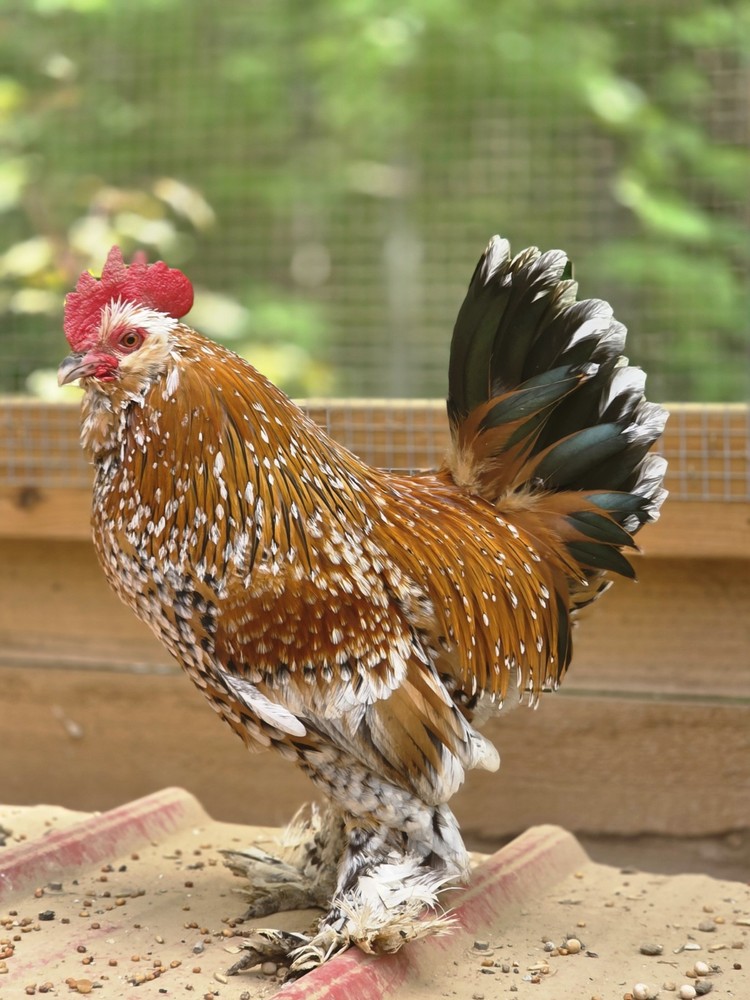 6+ Mille de Fleur D'Uccle Hatching Eggs        NPIP Tested Flock