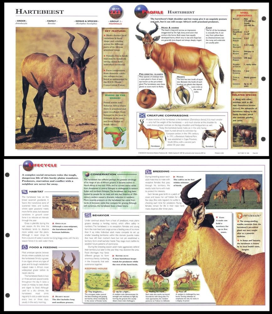Fold-Out Sheet - Hartebeest - 223