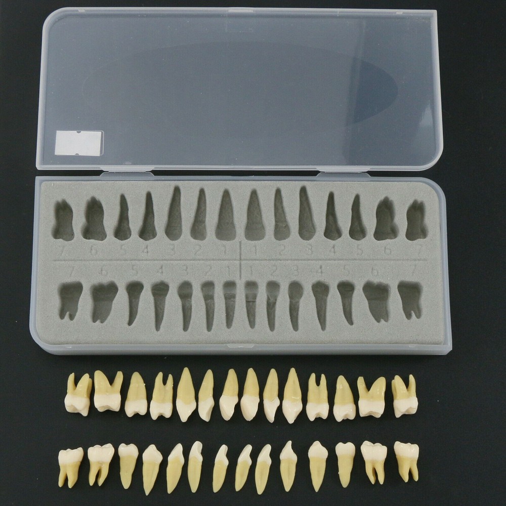 28pcs/kit Dental 1: 1 Permanent Teeth Demonstration Implant Teaching Study Model