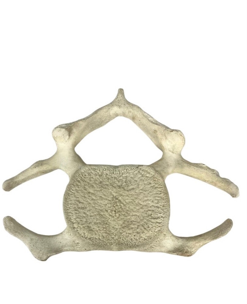 Fossilized Whale Vertebrae