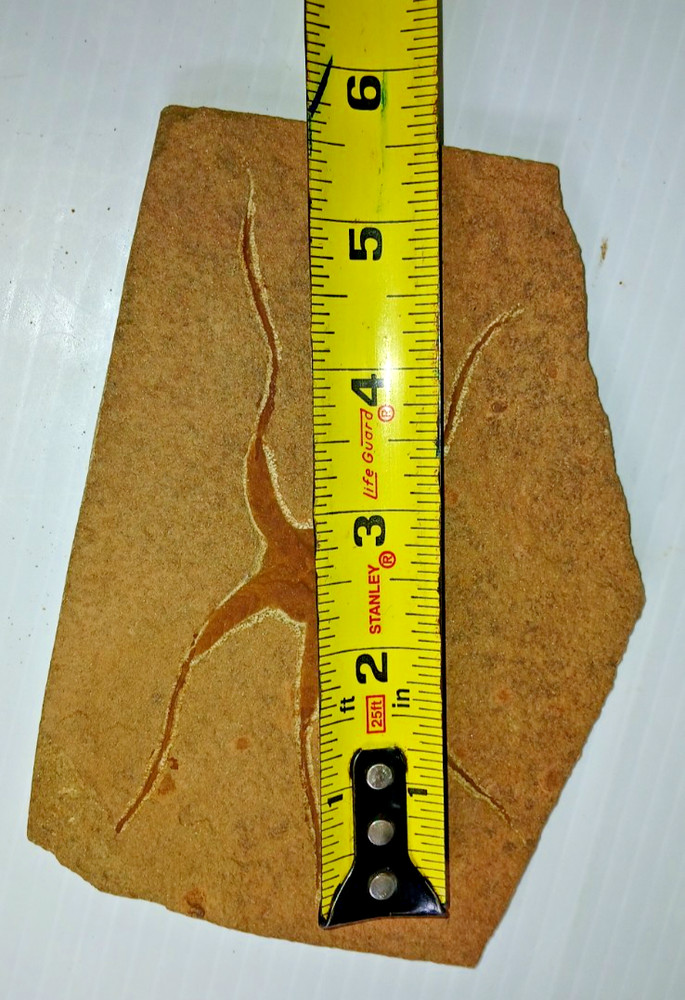 Brittlestar Starfish Fossil
