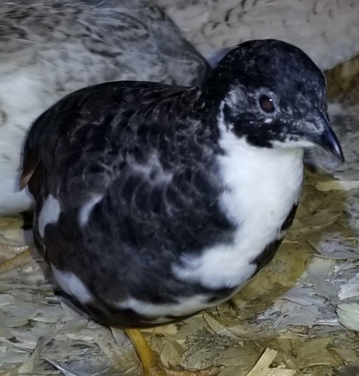 12 Button Quail Hatching Eggs
