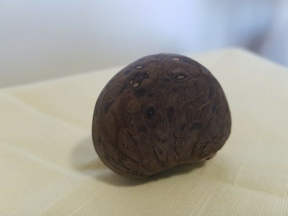 Sea Turtle Tagua Nut Carving ~ Signed ~ Panama