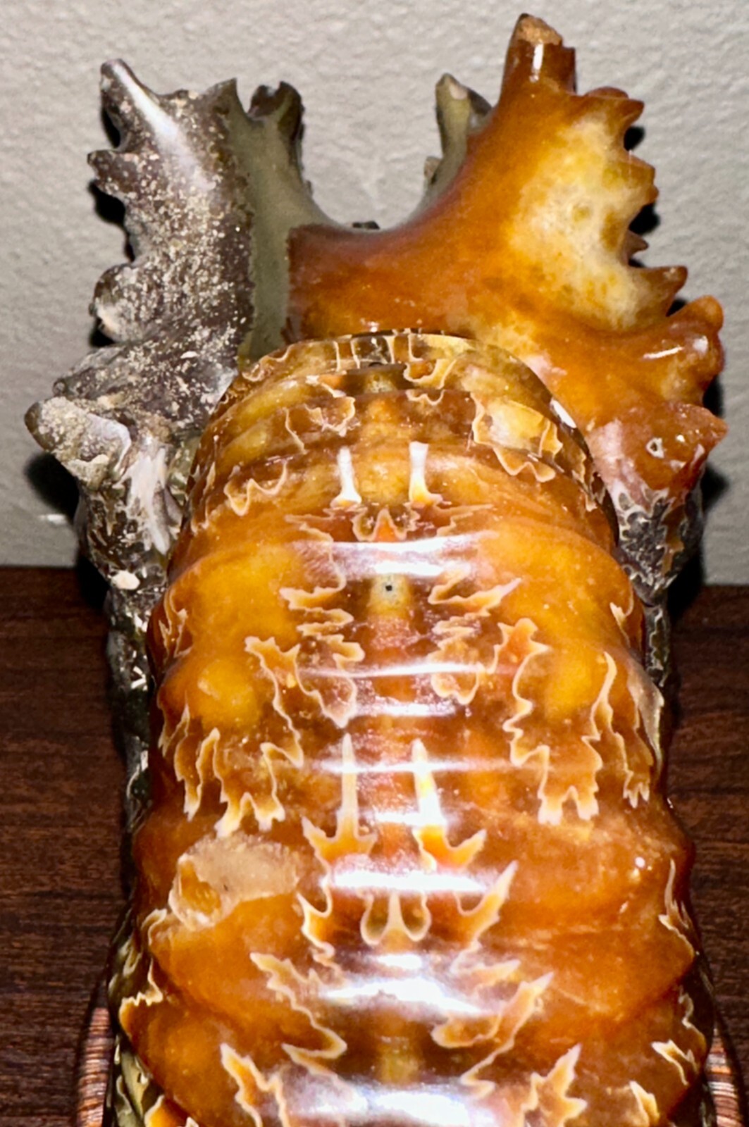 Rare Beautiful "Goat Horn" Ammonite Fossil 3 lb. 5.8 oz. 1526 grams #58