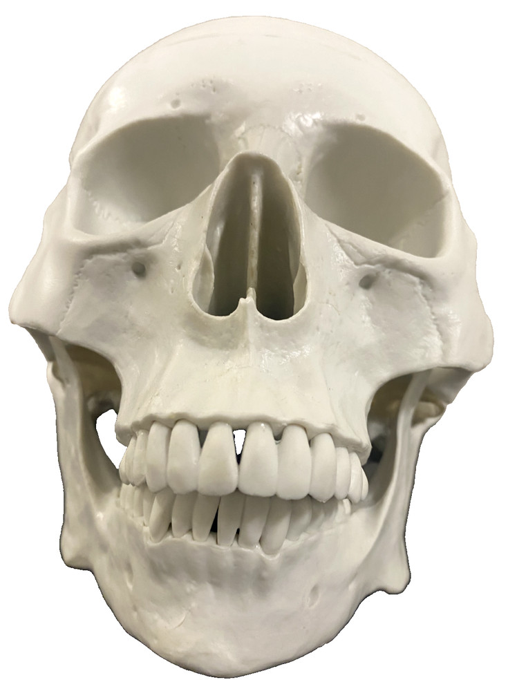 Human Skull Model Teaching