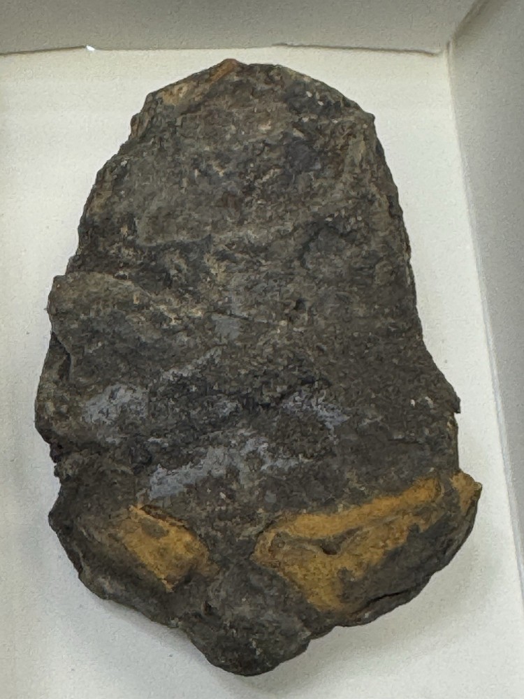 Two Trilobite Fossils